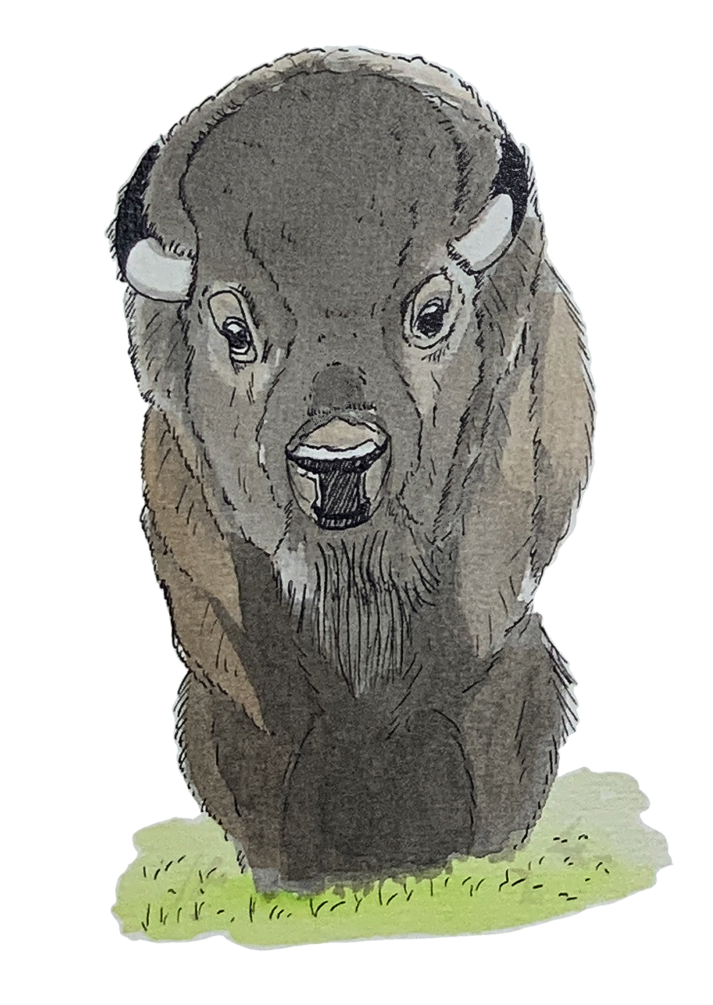Bison, posters et stickers