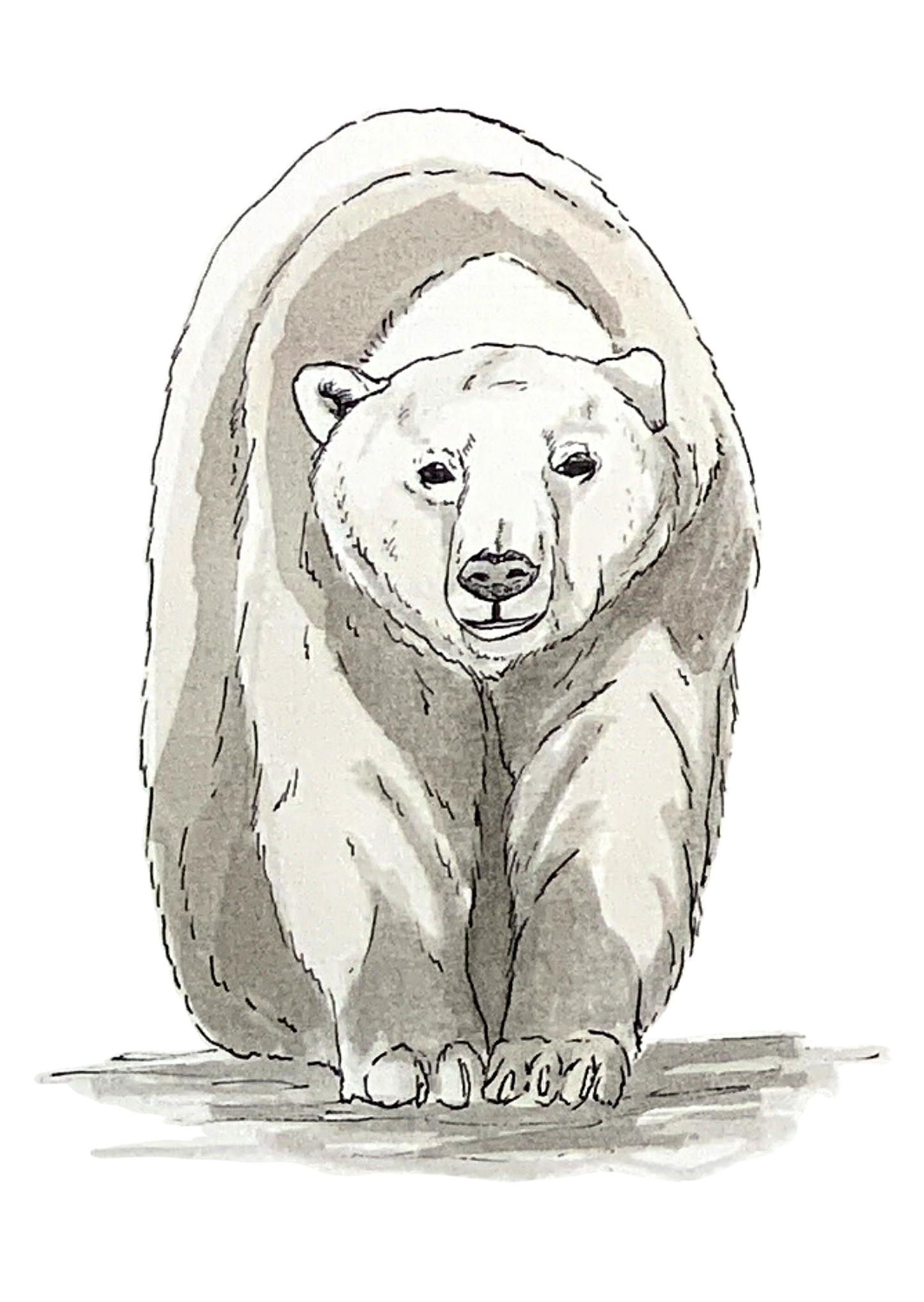 Ours polaire, posters et stickers