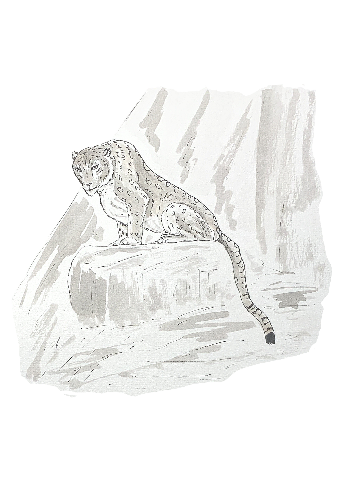 Panthère des neiges, posters et stickers