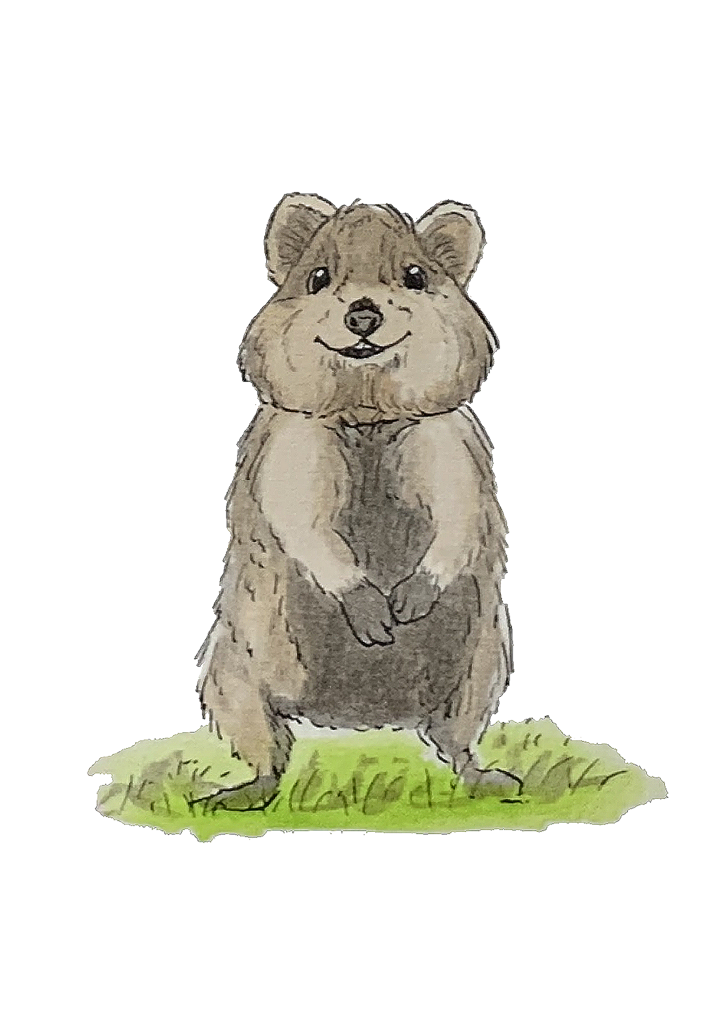Quokka, posters et stickers