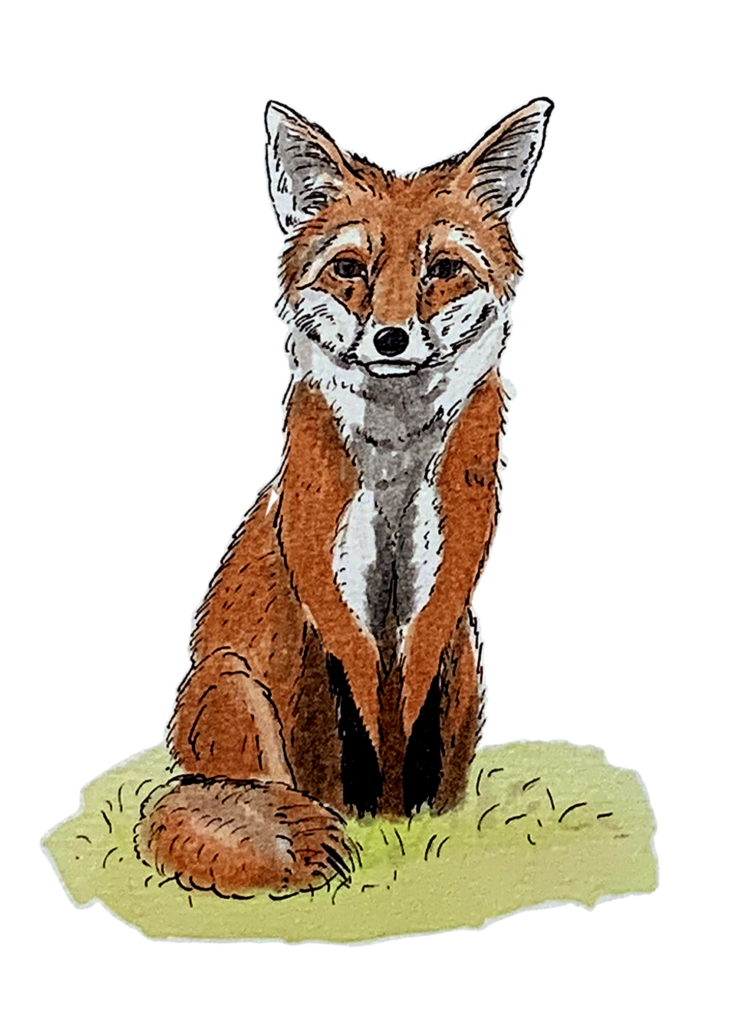 Renard, posters et stickers
