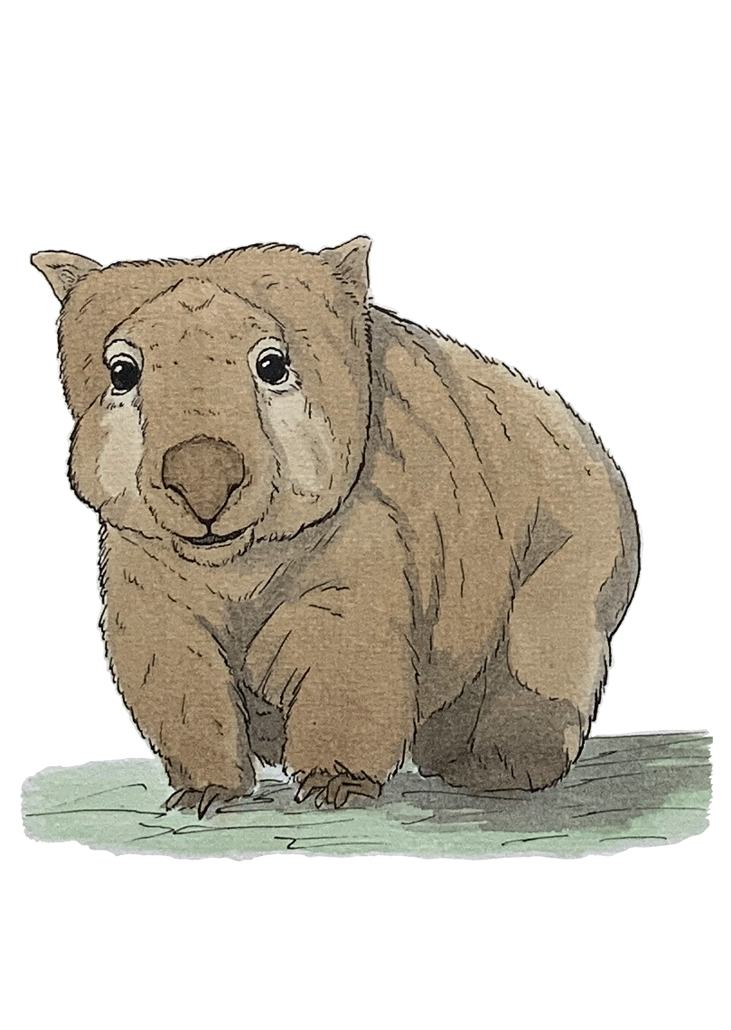 Wombat, posters et stickers