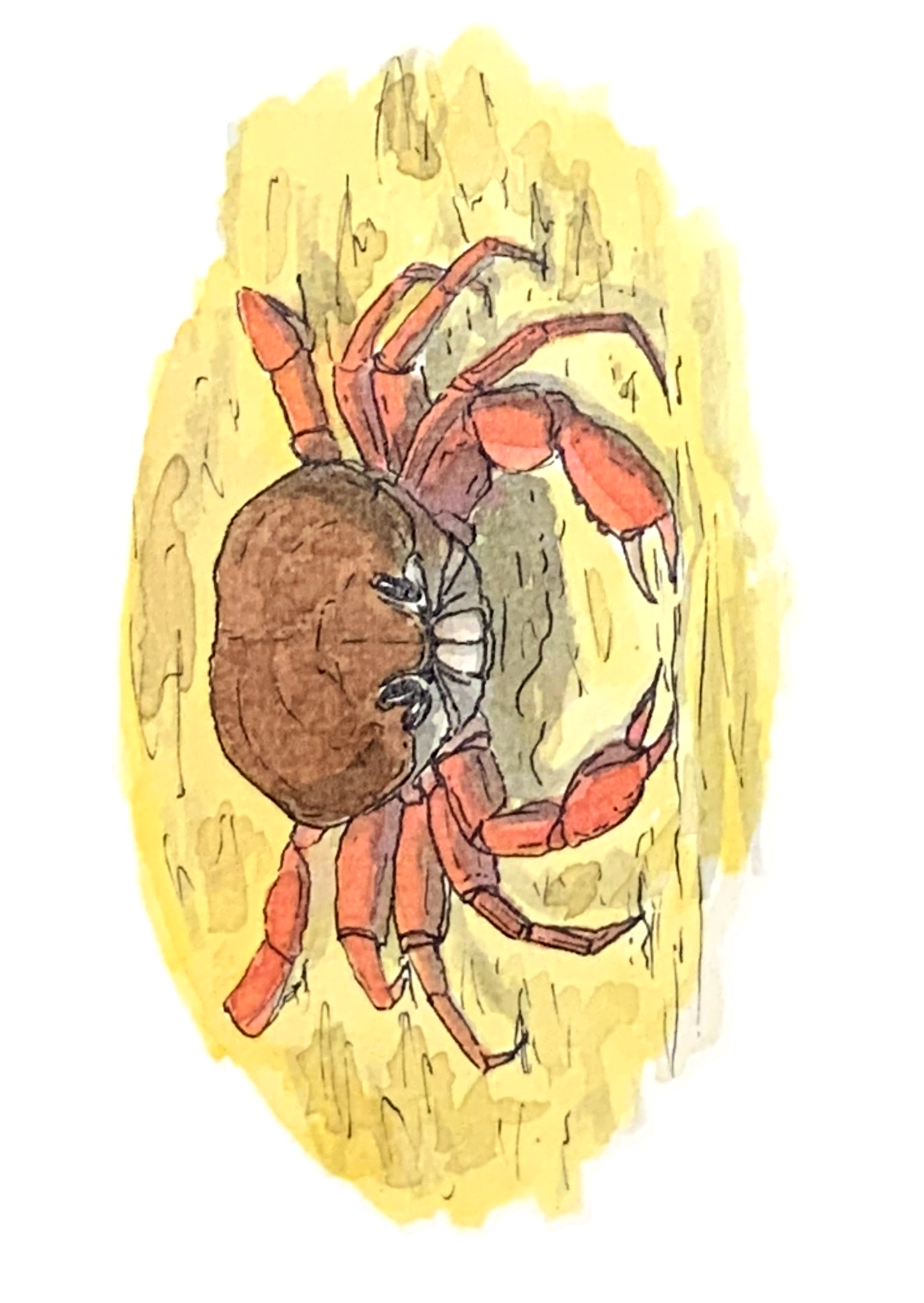 Crabe (tourteau), posters et stickers