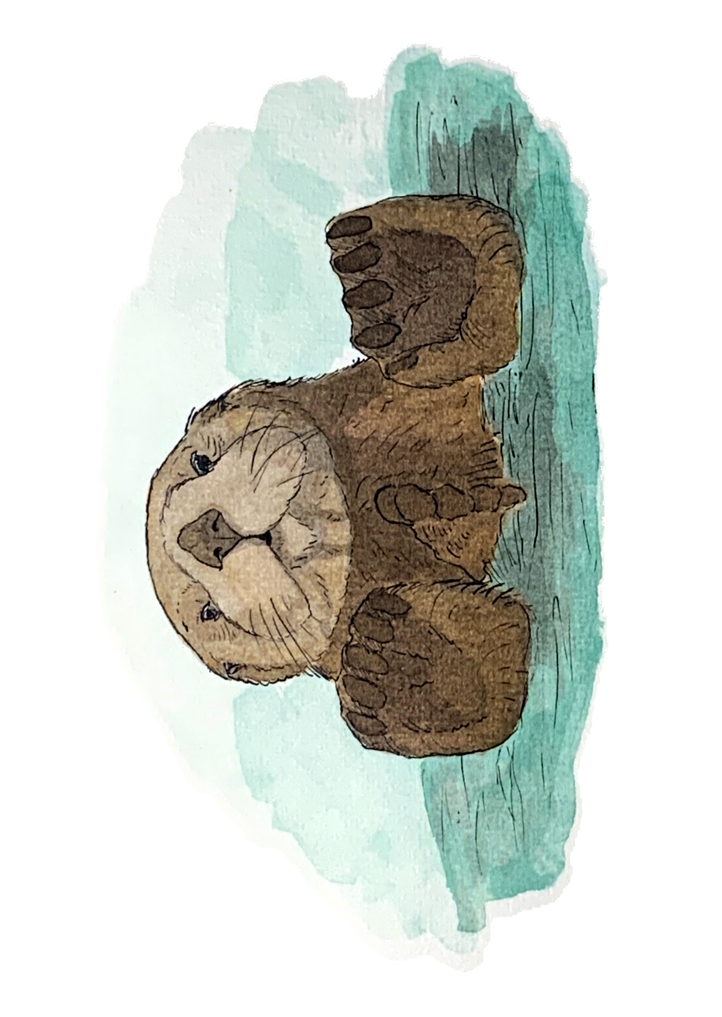 Loutre de mer, posters et stickers