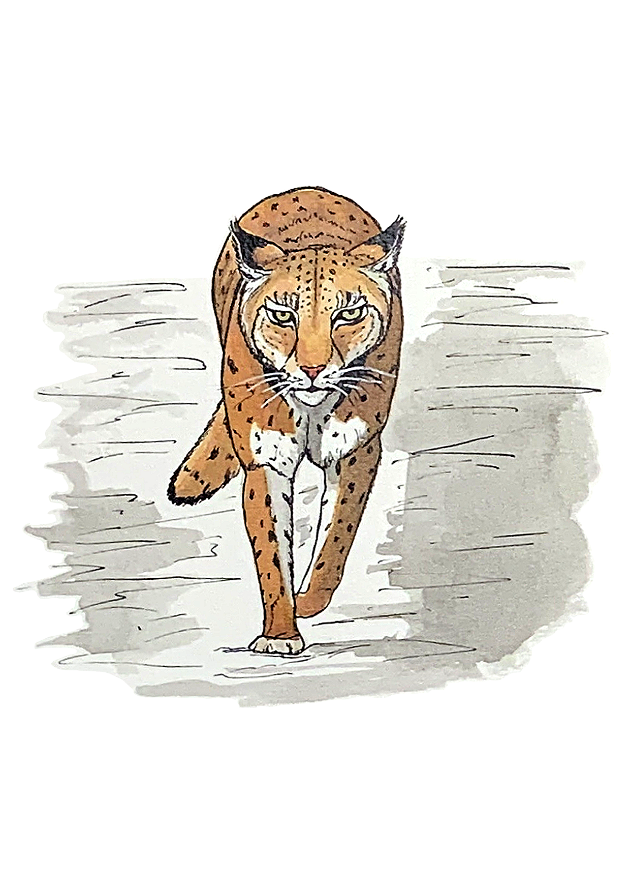 Lynx, posters et stickers