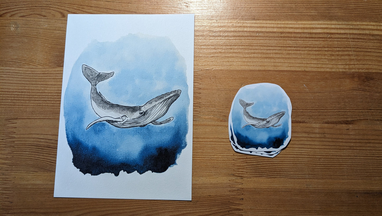 Baleine à bosse, posters et stickers