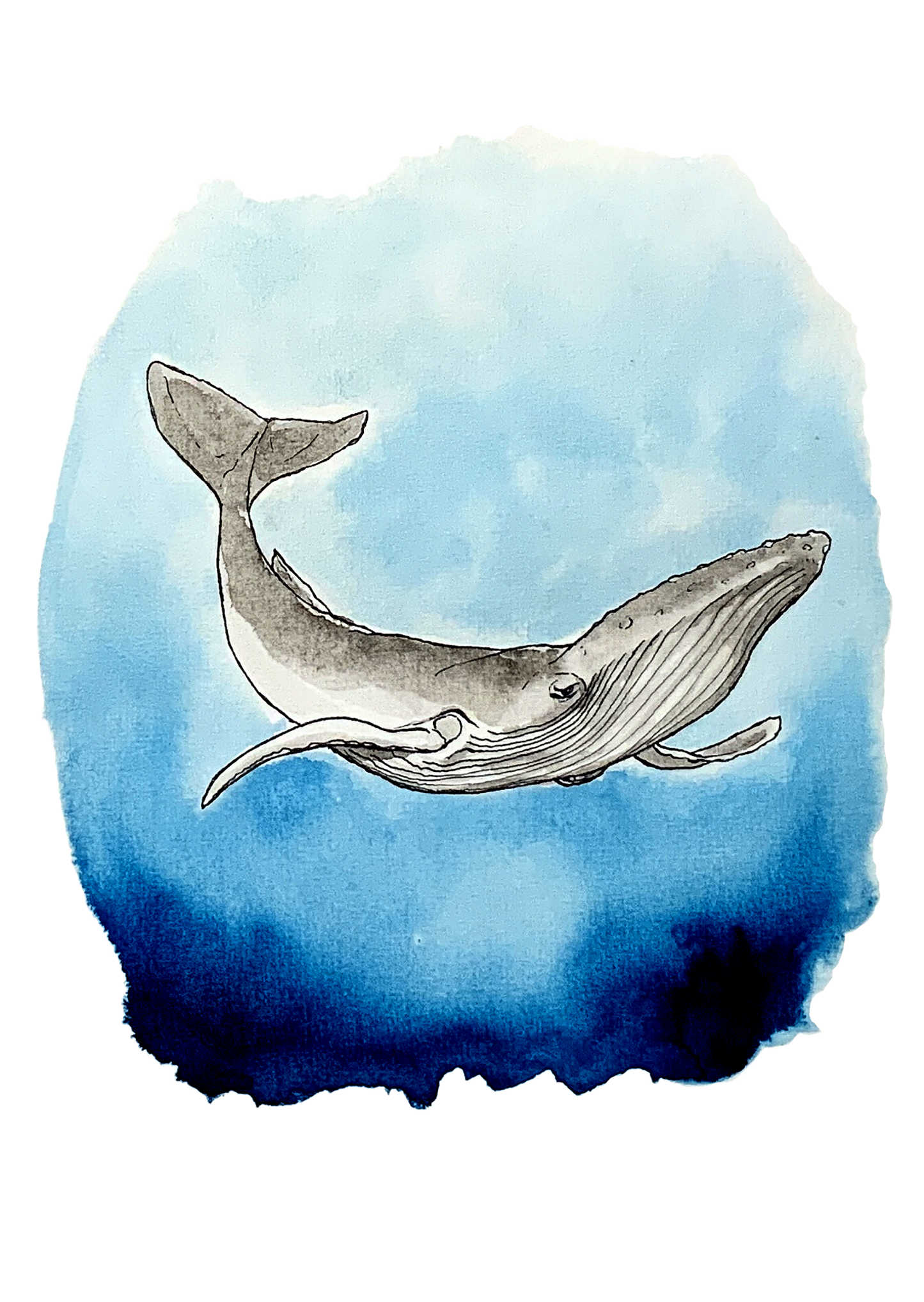 Baleine à bosse, posters et stickers