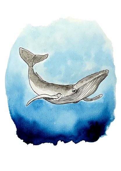 Baleine à bosse, posters et stickers