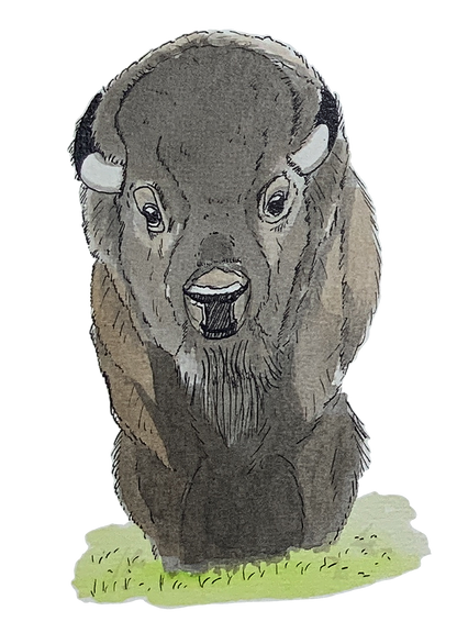 Bison, posters et stickers