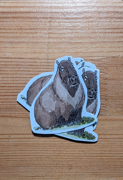 Capybara, posters et stickers