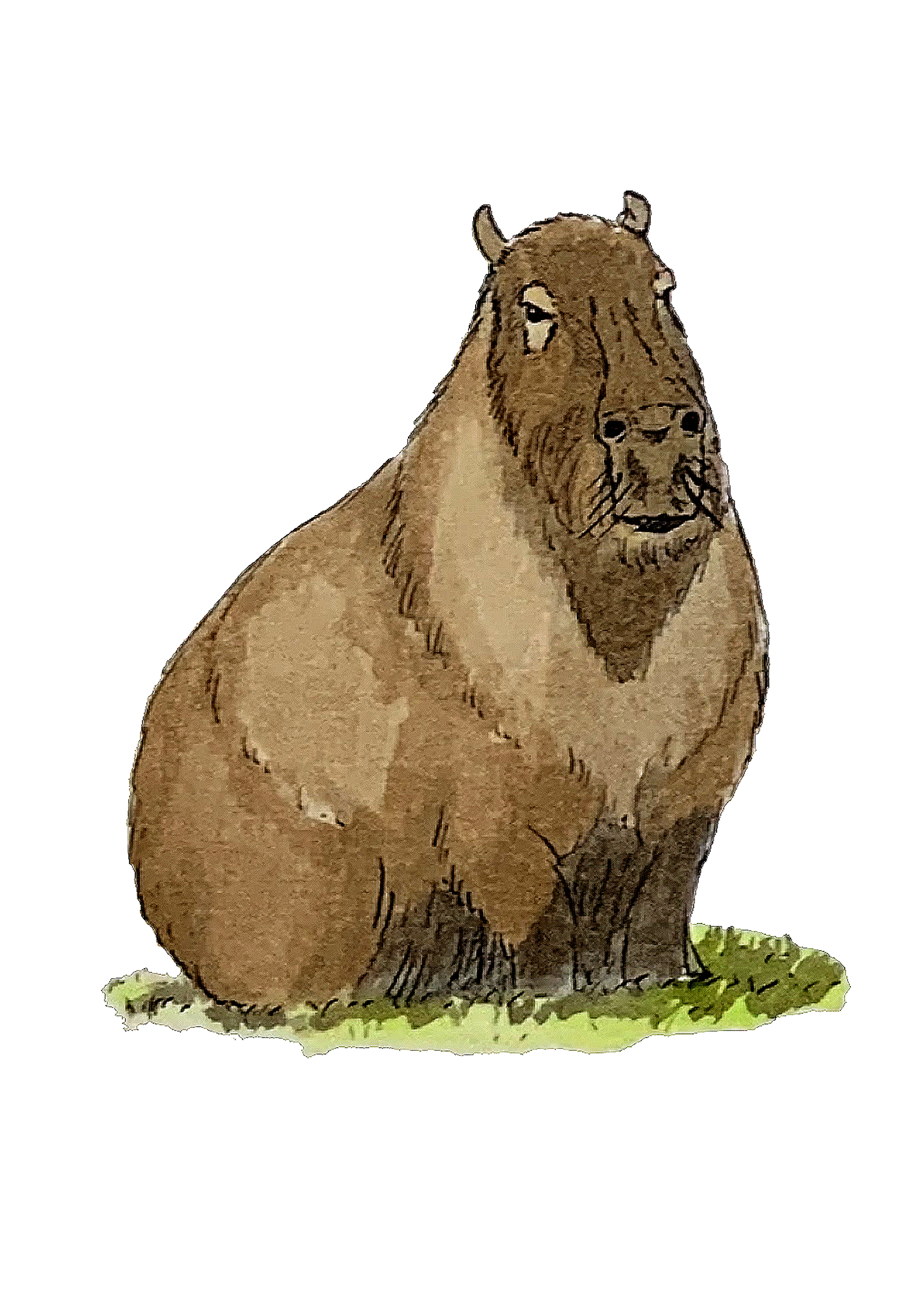 Capybara, posters et stickers