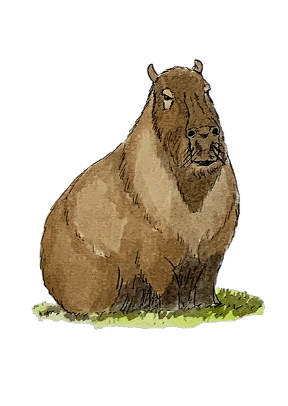 Capybara, posters et stickers