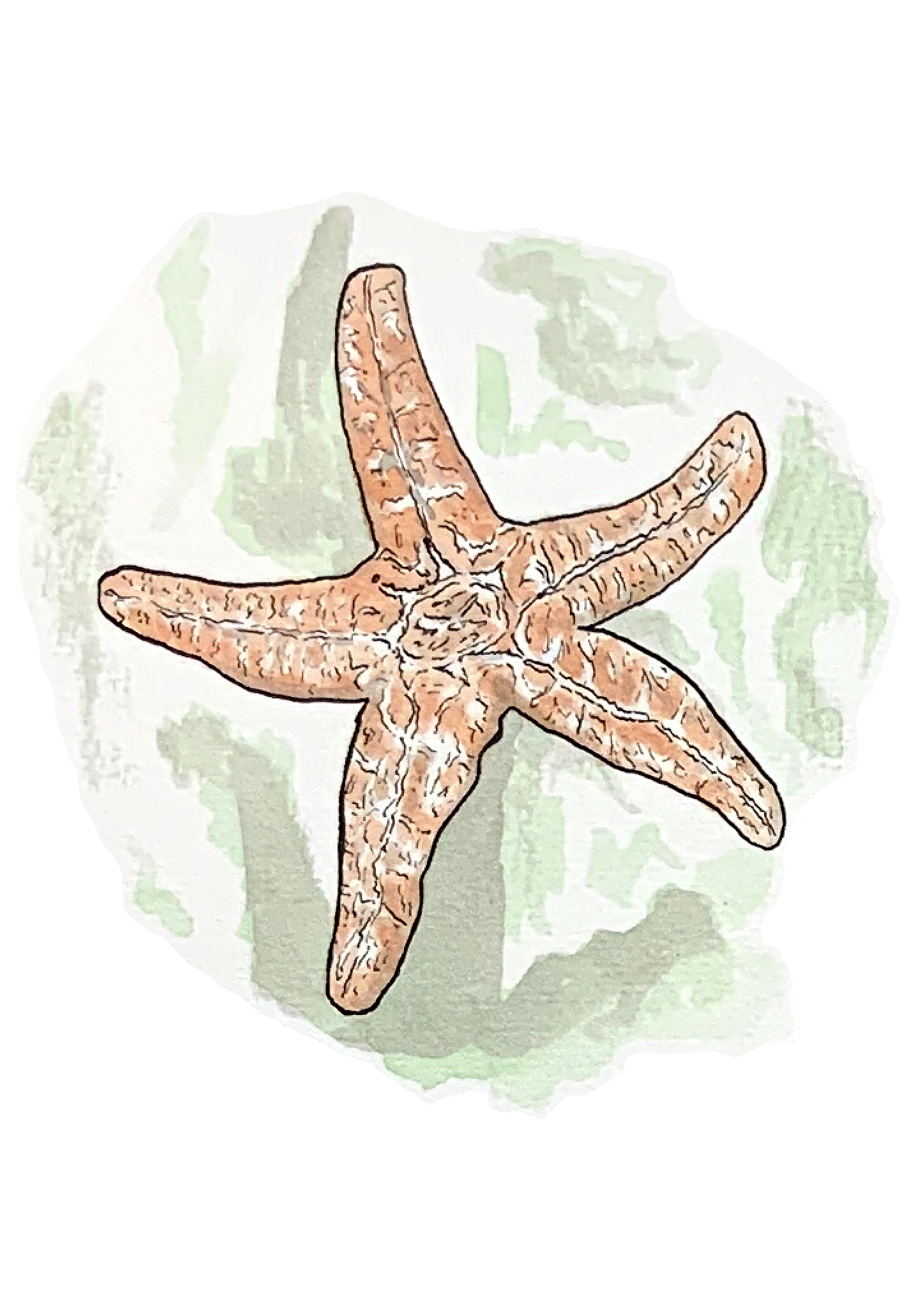 Étoile de mer, posters et stickers