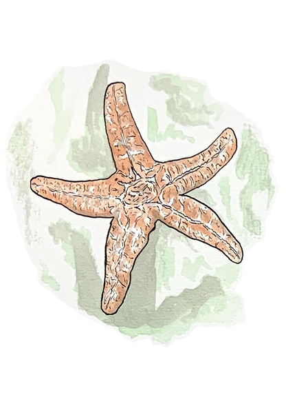 Étoile de mer, posters et stickers