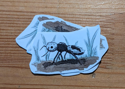 Fourmi panda, posters et stickers