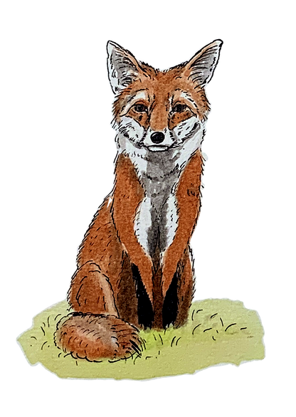 Renard, posters et stickers