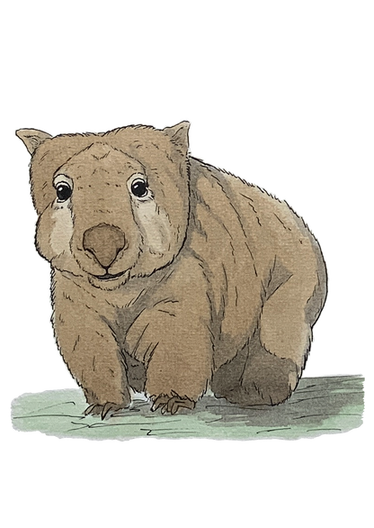 Wombat, posters et stickers