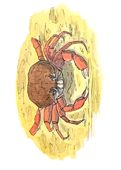 Crabe (tourteau), posters et stickers