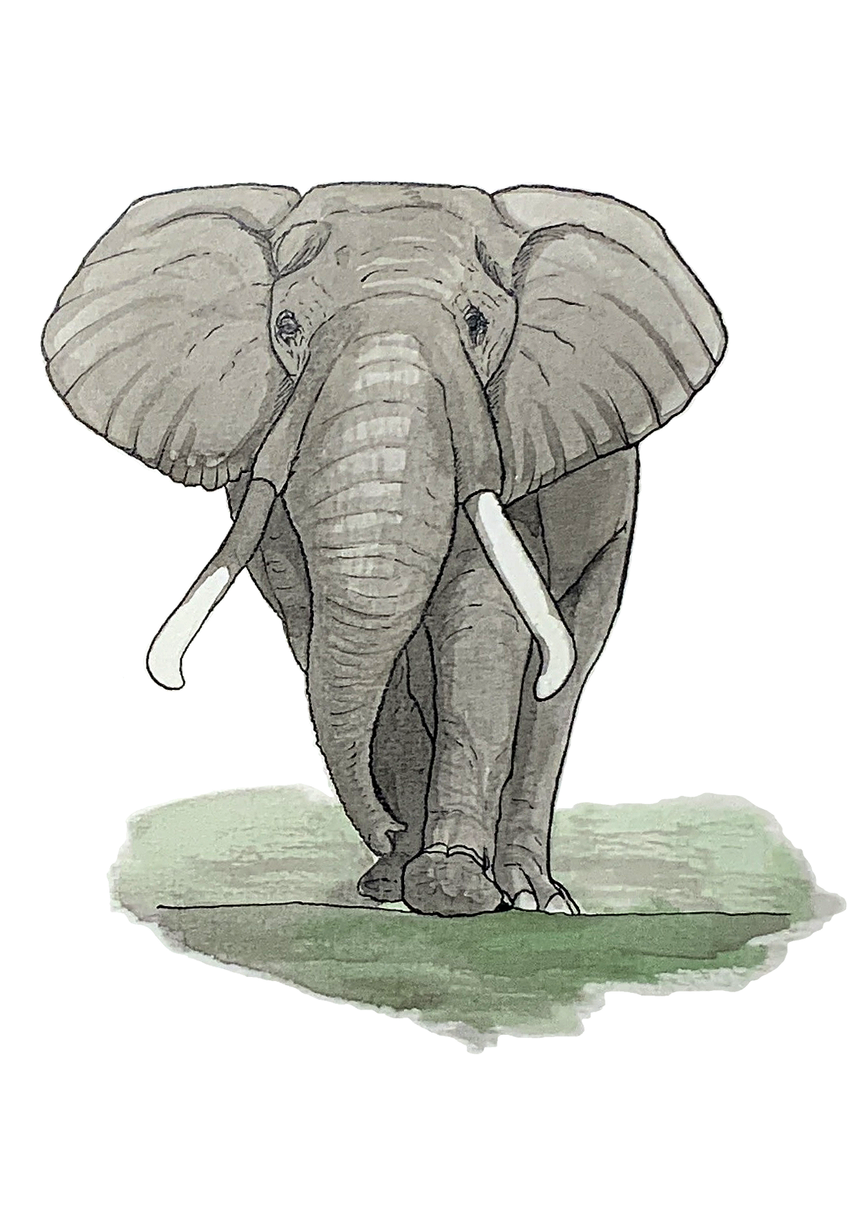Éléphant, posters et stickers