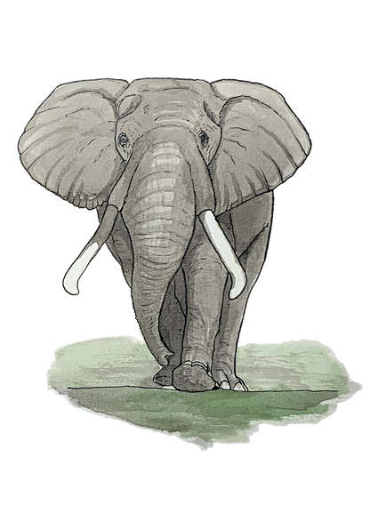 Éléphant, posters et stickers