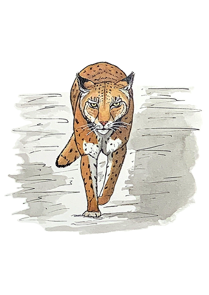 Lynx, posters et stickers